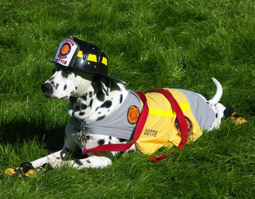 10 Uses for the Dalmatian Dog, What Are They? 28 10 Uses for the Dalmatian Dog, What Are They (26)