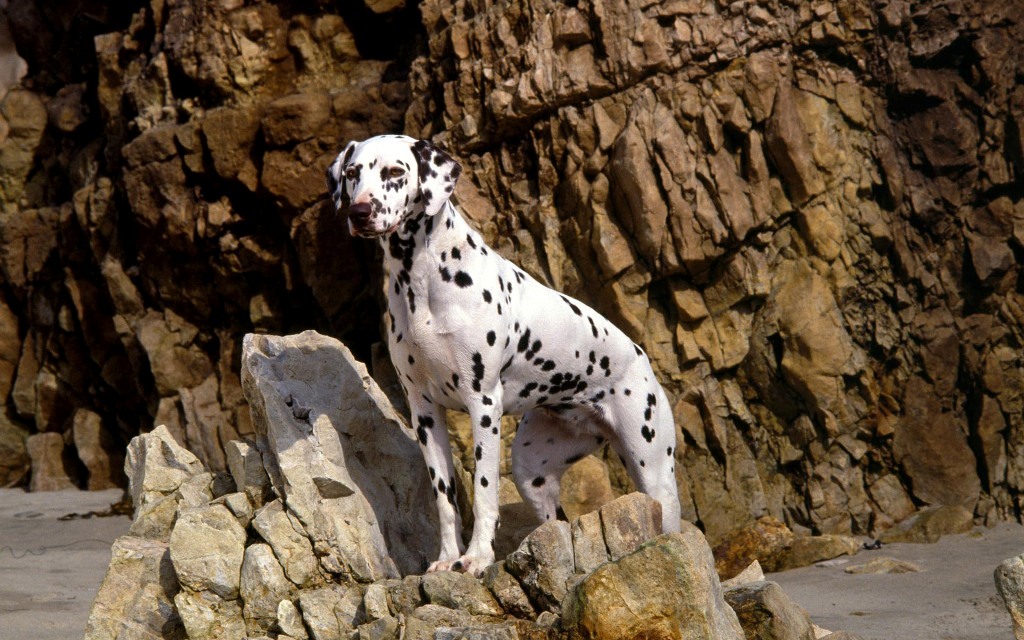 10 Uses for the Dalmatian Dog, What Are They? 4 10 Uses for the Dalmatian Dog, What Are They (2)
