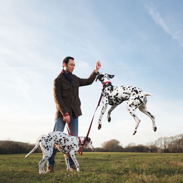 10 Uses for the Dalmatian Dog, What Are They? 30 10 Uses for the Dalmatian Dog, What Are They (28)