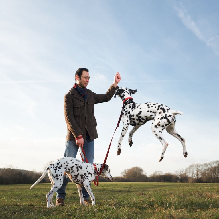10 Uses for the Dalmatian Dog, What Are They (28)
