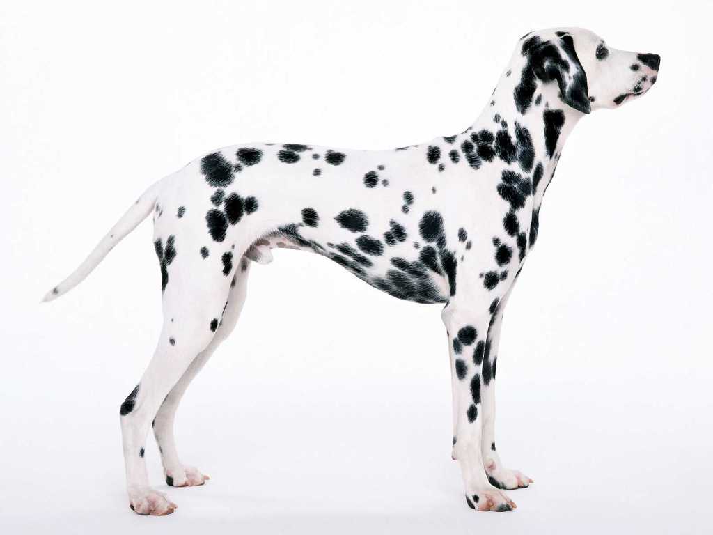 10 Uses for the Dalmatian Dog, What Are They (3)