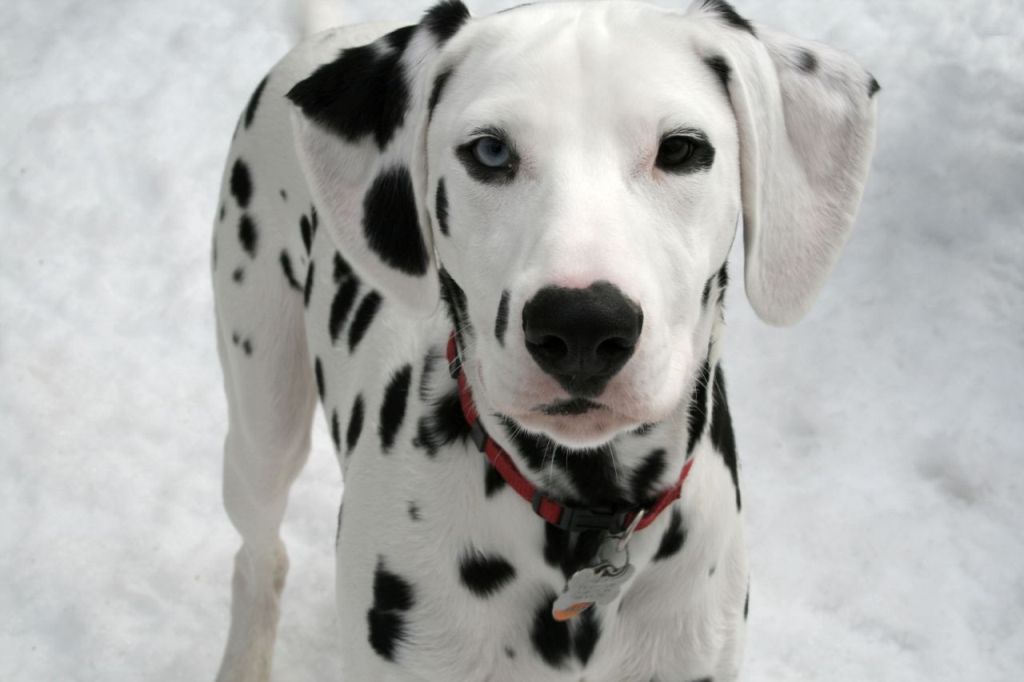 10 Uses for the Dalmatian Dog, What Are They? 6 10 Uses for the Dalmatian Dog, What Are They (4)