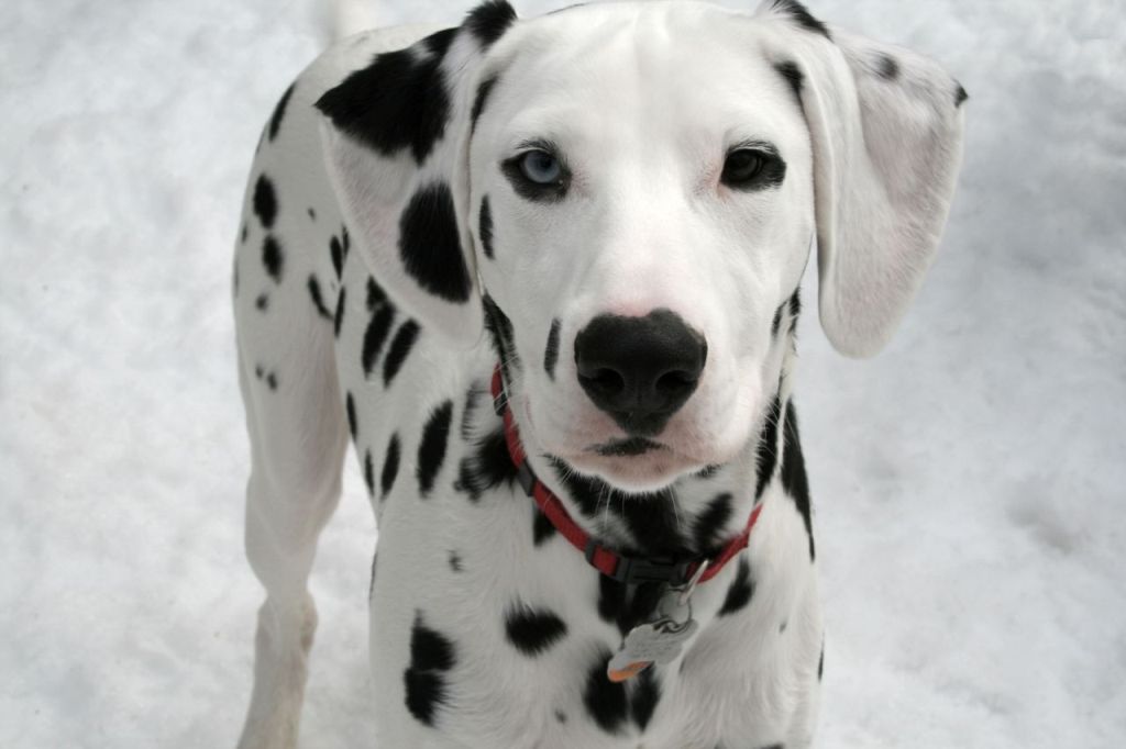 10 Uses for the Dalmatian Dog, What Are They (4)