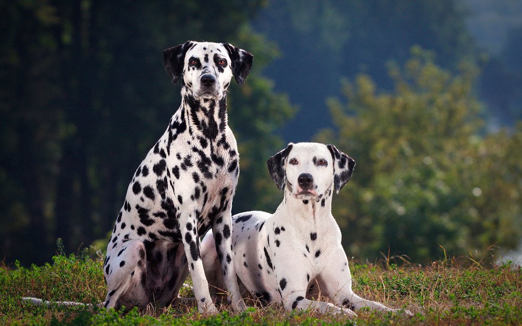 10 Uses for the Dalmatian Dog, What Are They (5)
