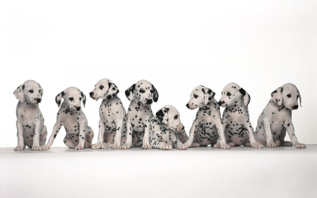 10 Uses for the Dalmatian Dog, What Are They? 8 10 Uses for the Dalmatian Dog, What Are They (6)