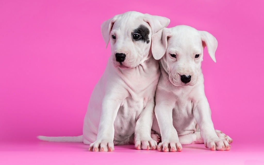 10 Uses for the Dalmatian Dog, What Are They? 9 10 Uses for the Dalmatian Dog, What Are They (7)