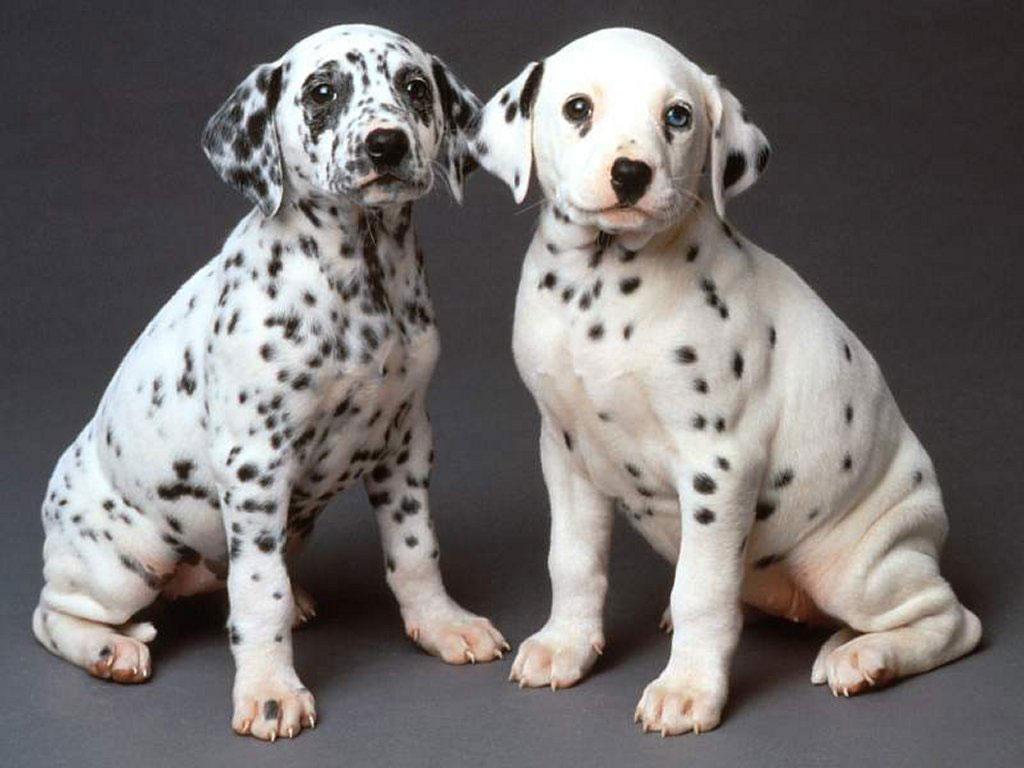 10 Uses for the Dalmatian Dog, What Are They (8)