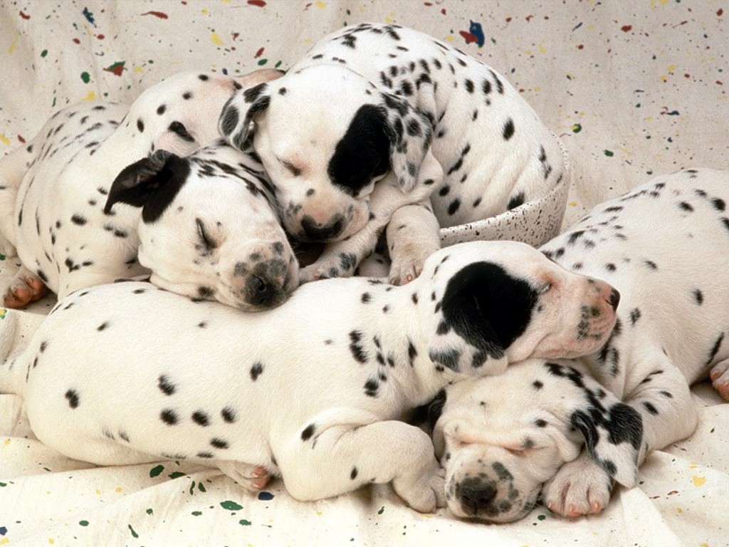 10 Uses for the Dalmatian Dog, What Are They (9)