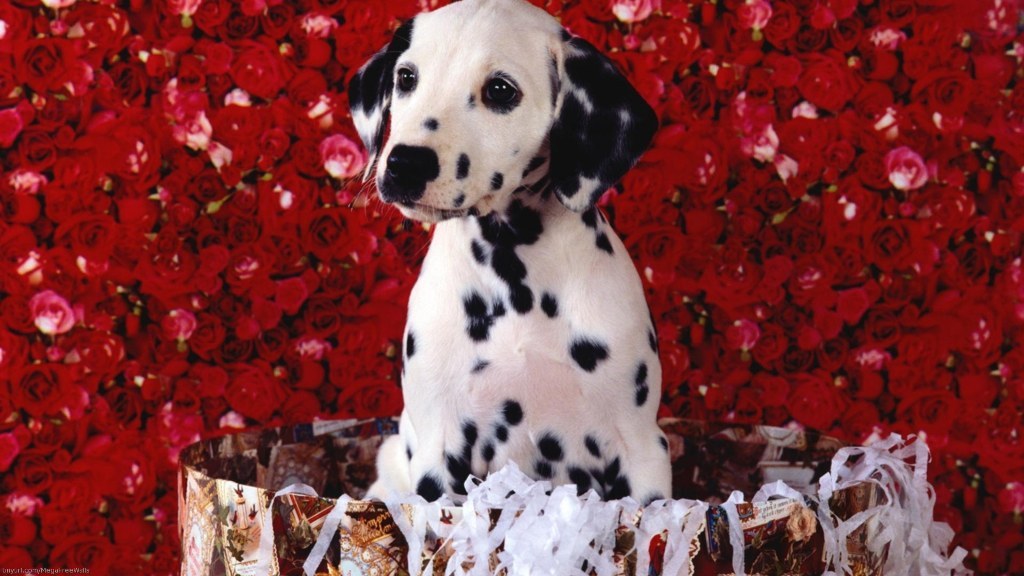10 Uses for the Dalmatian Dog, What Are They