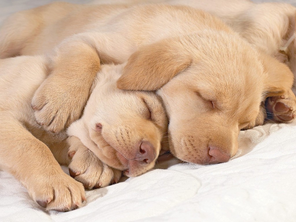 5 Interesting Facts Revealing What Your Dog Dreams About (10)
