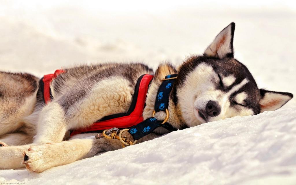 5 Interesting Facts Revealing What Your Dog Dreams About (14)