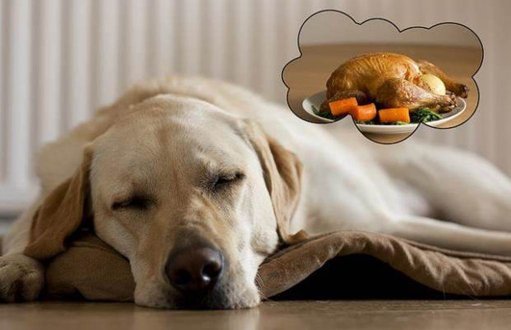 5 Interesting & Weird Facts Revealing What Your Dog Dreams About