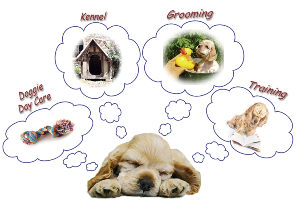 5 Interesting Facts Revealing What Your Dog Dreams About (17)