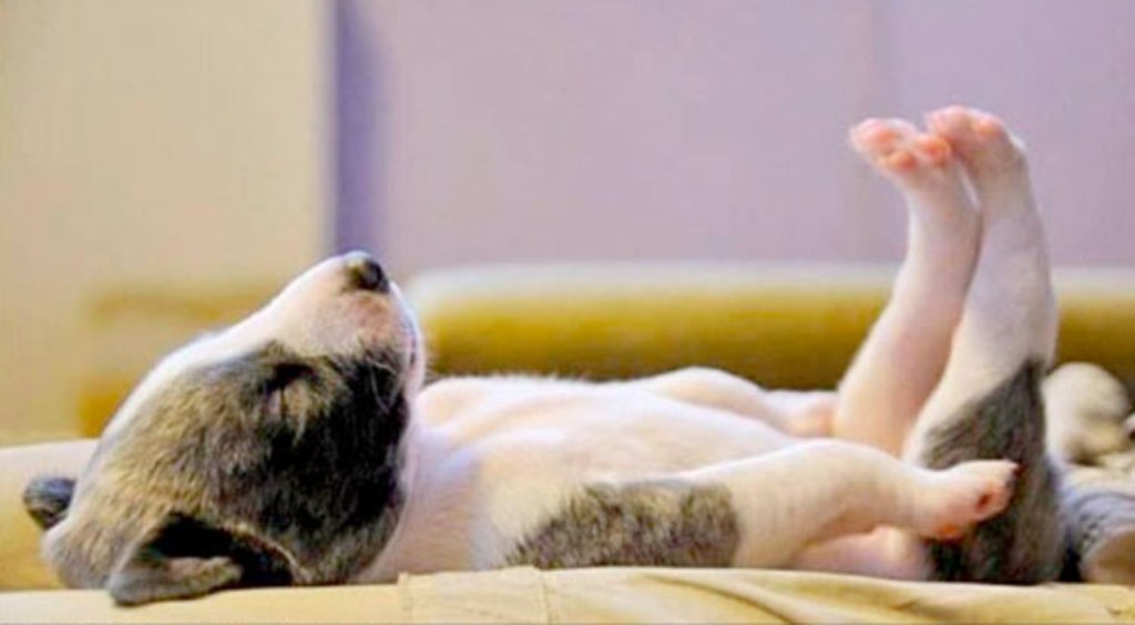 5 Interesting Facts Revealing What Your Dog Dreams About (22)