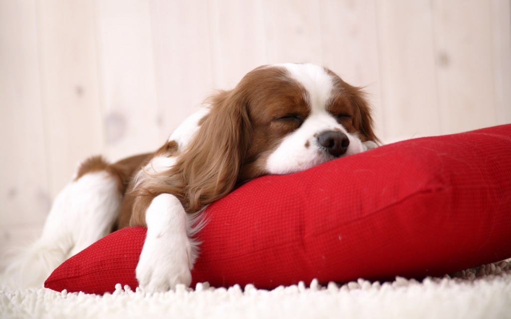 5 Interesting Facts Revealing What Your Dog Dreams About (25)