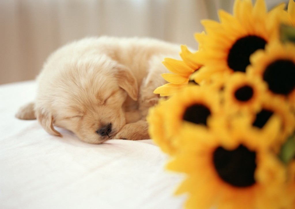 5 Interesting Facts Revealing What Your Dog Dreams About (27)