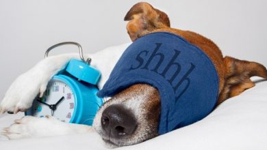 5 Interesting Facts Revealing What Your Dog Dreams About 5 Interesting & Weird Facts Revealing What Your Dog Dreams About - 8