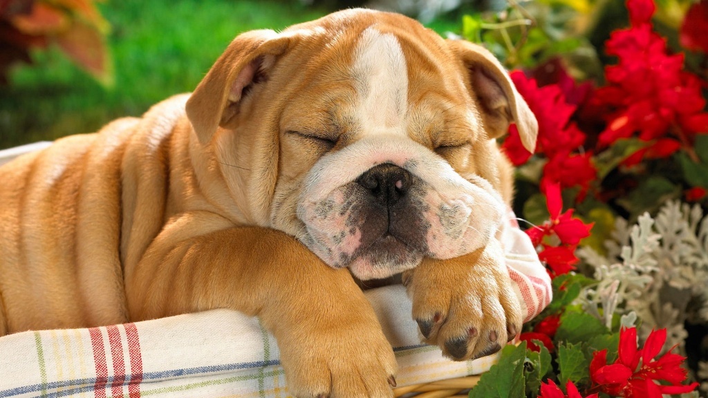 5 Interesting Facts Revealing What Your Dog Dreams About (5)