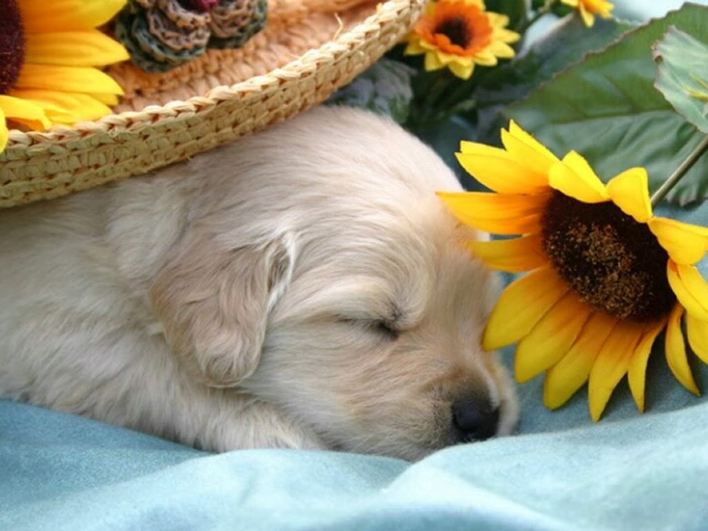 5 Interesting Facts Revealing What Your Dog Dreams About (9)