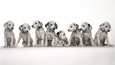 10 Uses for the Dalmatian Dog, What Are They? 36 Copy of 10 Uses for the Dalmatian Dog What Are They 6 10 Uses for the Dalmatian Dog, What Are They? - 8