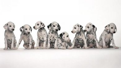 Copy of 10 Uses for the Dalmatian Dog What Are They 6 10 Uses for the Dalmatian Dog, What Are They? - 8 Pomsky puppy