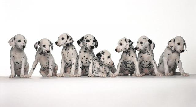 Copy of 10 Uses for the Dalmatian Dog What Are They 6 10 Uses for the Dalmatian Dog, What Are They? - large dogs 1