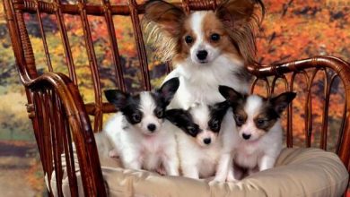 Copy of Papillon Dog “The Cutest Smartest Toy for Everyone” 5 Papillon Dog Breed “Cutest & Smartest Gift for Everyone” - 24