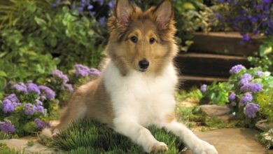Copy of Why Is Collie Dog a Perfect Watchdog 20 Why Is Collie Dog a Perfect Watchdog? - 2