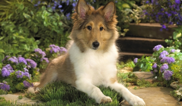 Copy of Why Is Collie Dog a Perfect Watchdog 20 Why Is Collie Dog a Perfect Watchdog? - working dogs 1