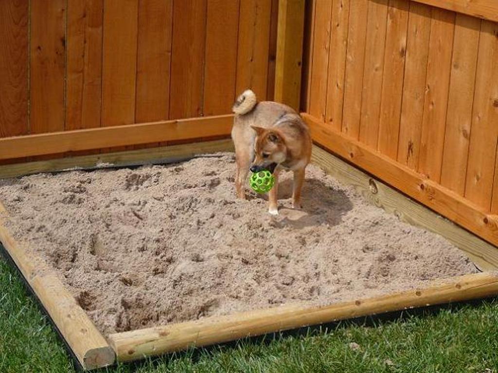 How-Can-I-Stop-My-Dog-from-Digging-13 How Can I Stop My Dog from Digging?