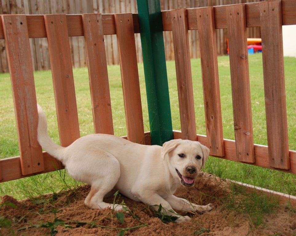 How-Can-I-Stop-My-Dog-from-Digging-14 How Can I Stop My Dog from Digging?