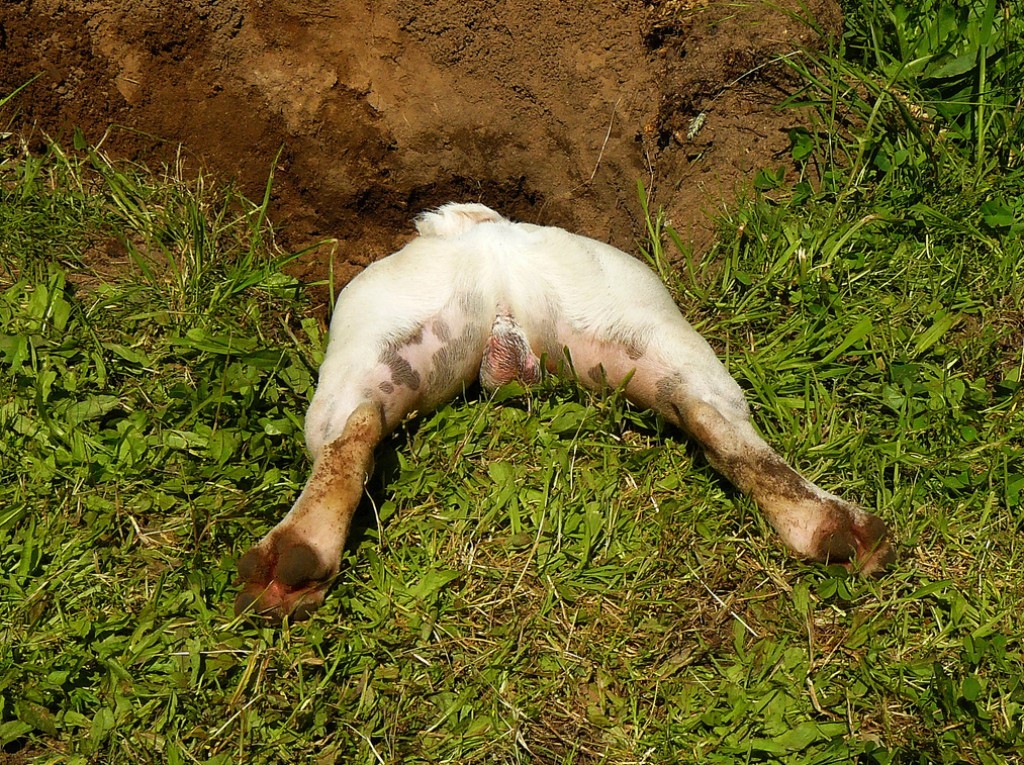 How Can I Stop My Dog from Digging? 19 How Can I Stop My Dog from Digging (18)
