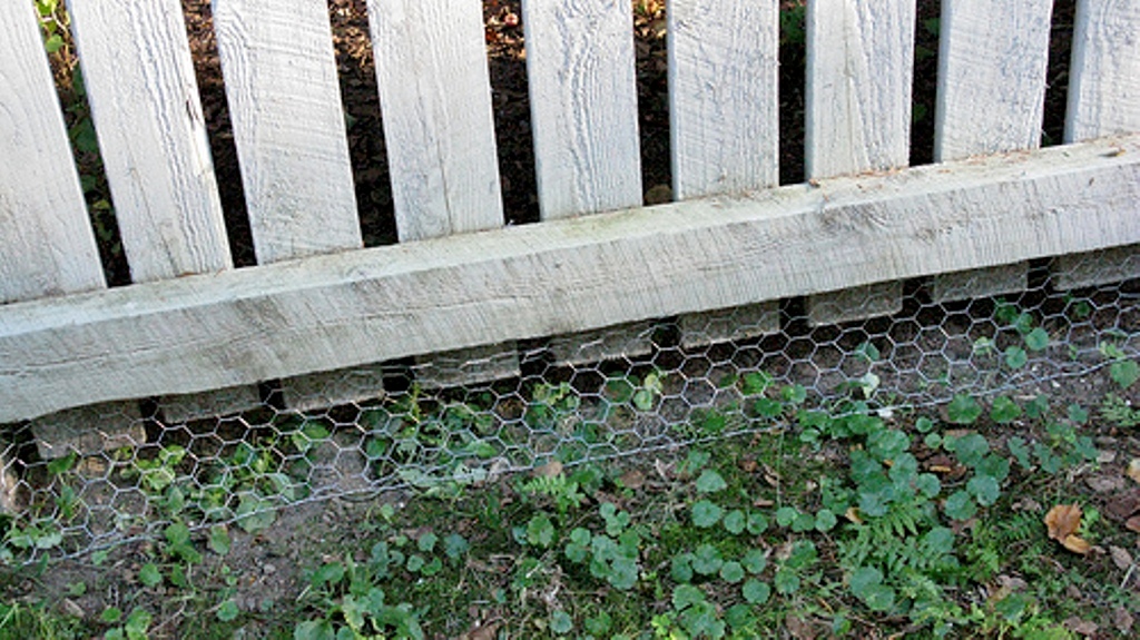 How Can I Stop My Dog from Digging?