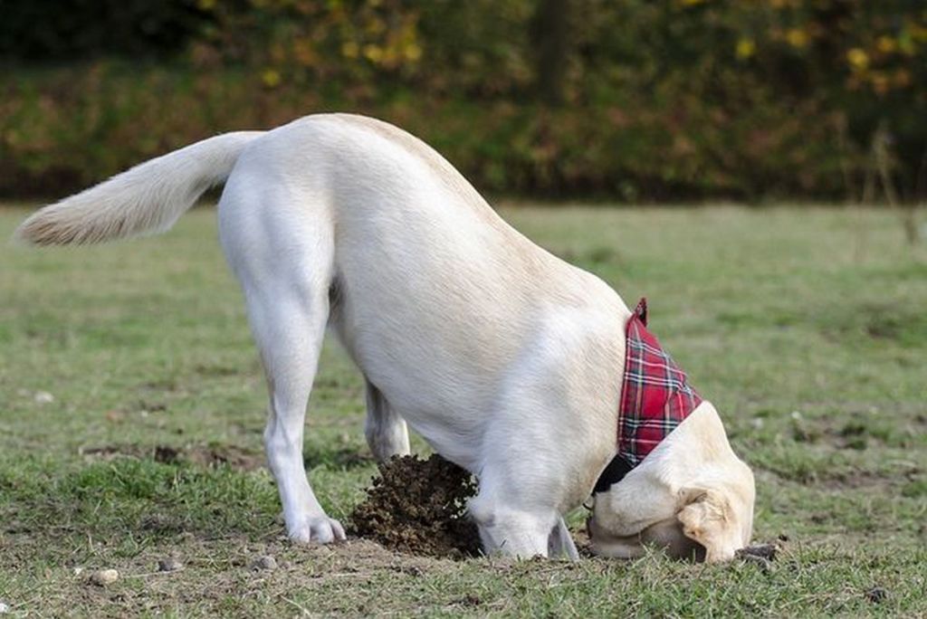 How-Can-I-Stop-My-Dog-from-Digging-21 How Can I Stop My Dog from Digging?