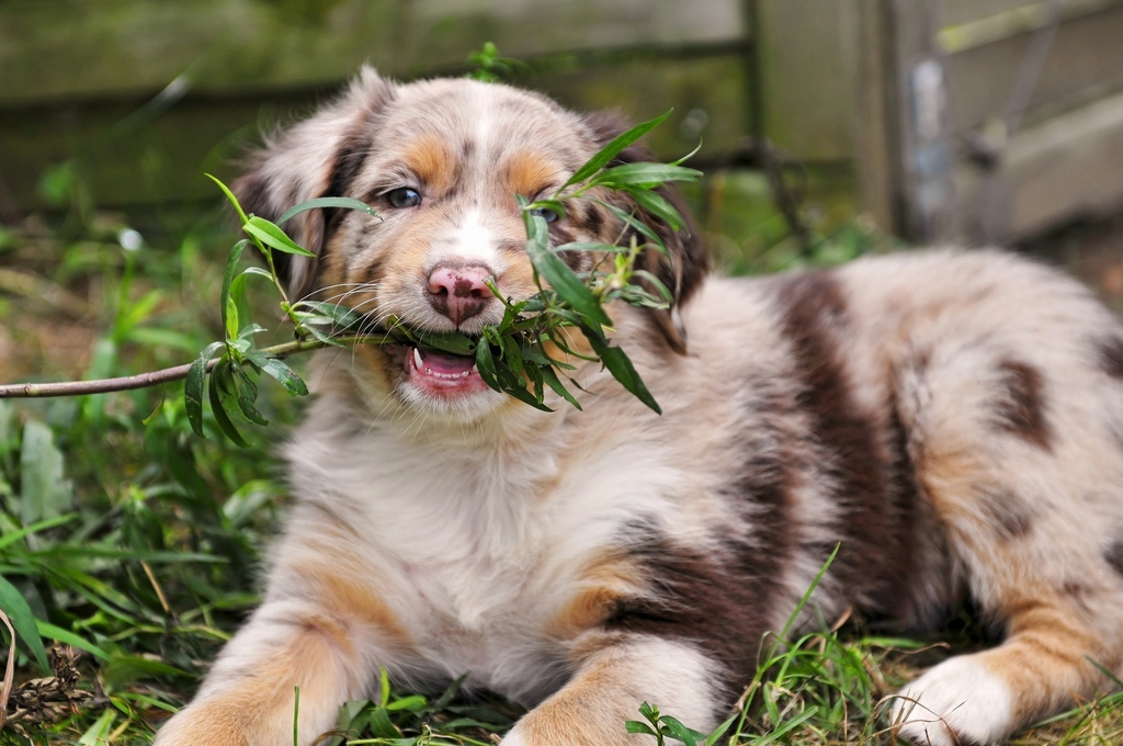 How Can I Stop My Dog from Digging? 25 How Can I Stop My Dog from Digging (24)