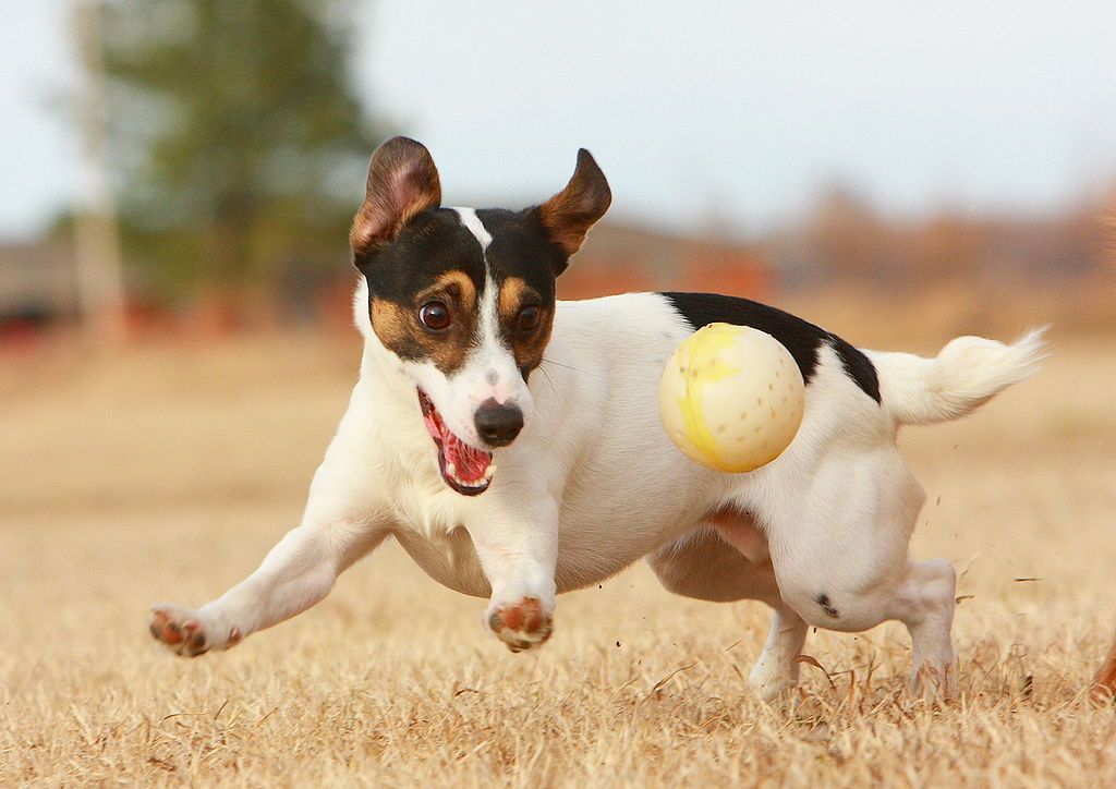 How Can I Stop My Dog from Digging? 4 How Can I Stop My Dog from Digging (3)