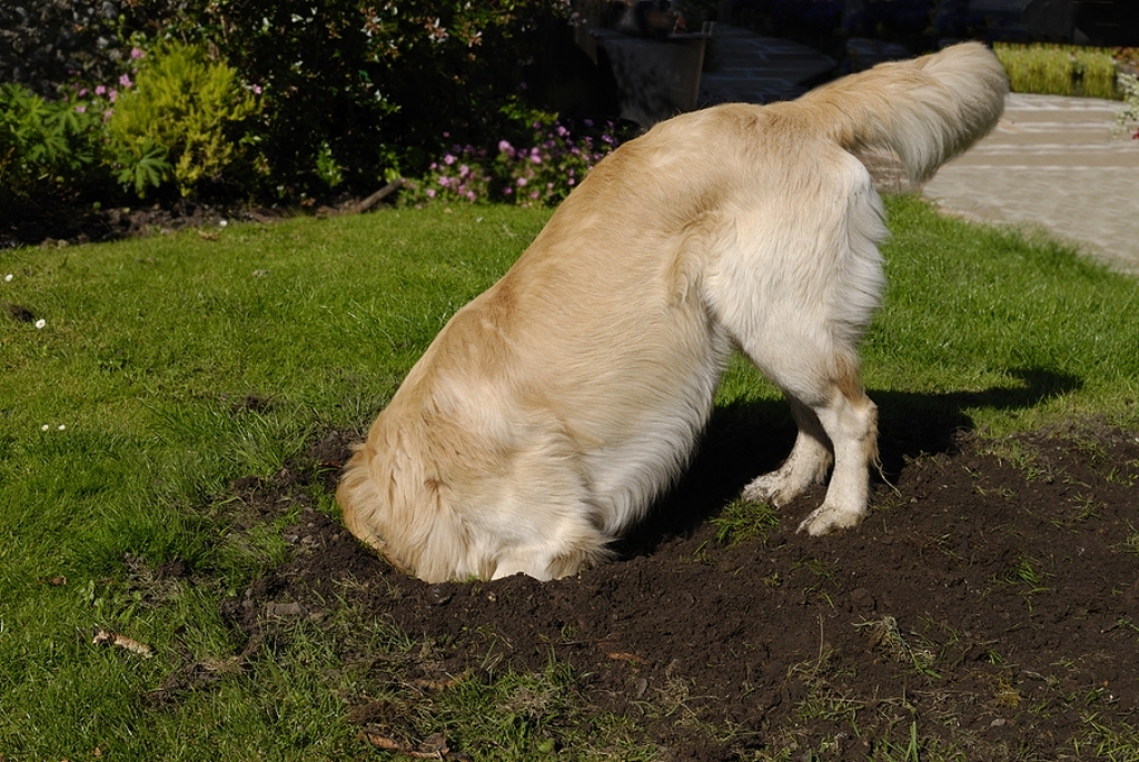 How Can I Stop My Dog from Digging? 8 How Can I Stop My Dog from Digging (7)
