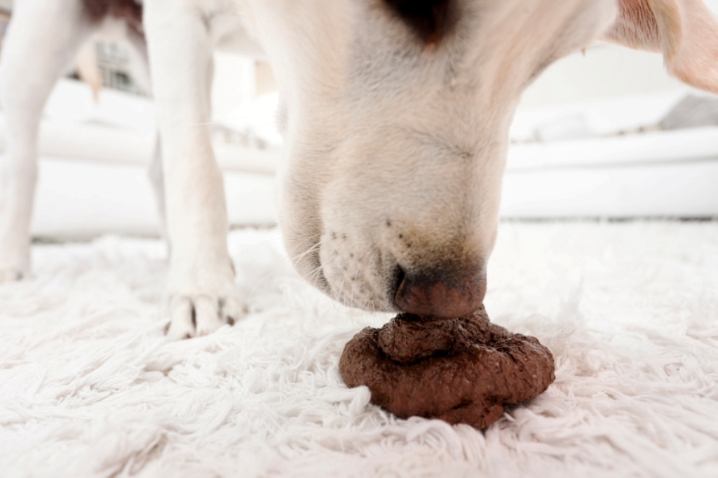 How Can I Stop My Dog from Digging? 10 How Can I Stop My Dog from Digging (9)