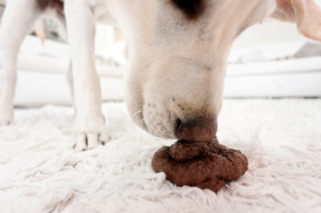 How-Can-I-Stop-My-Dog-from-Digging-9 How Can I Stop My Dog from Digging?