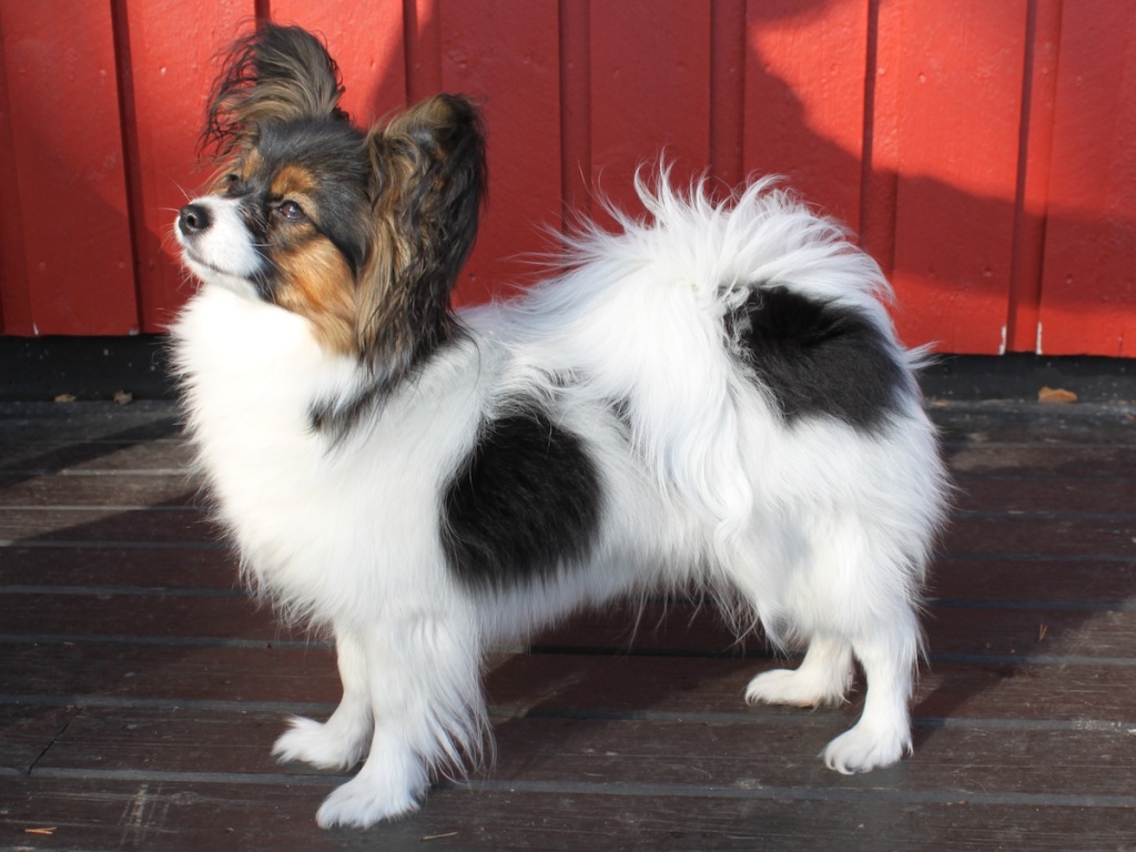 Papillon Dog Breed "Cutest & Smartest Gift for Everyone" | Pouted.com