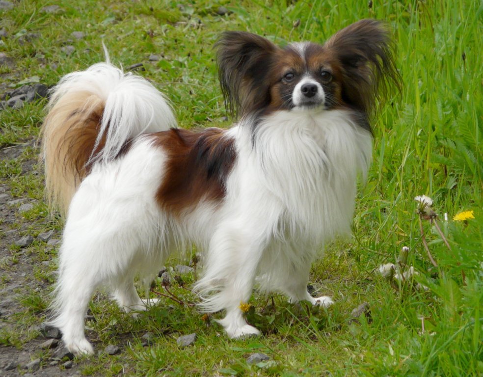 Papillon Dog “The Cutest & Smartest Toy for Everyone” (1)