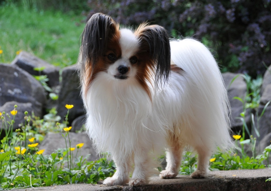 Papillon Dog “The Cutest & Smartest Toy for Everyone” (10)
