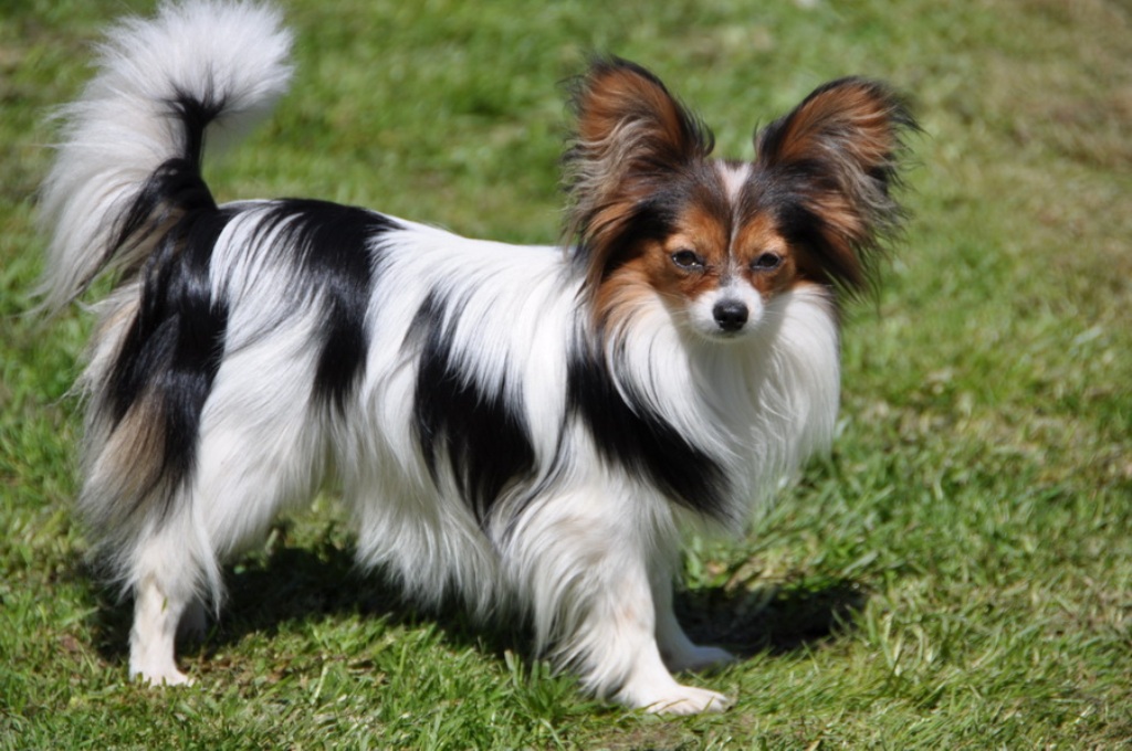 Papillon Dog “The Cutest & Smartest Toy for Everyone” (12)