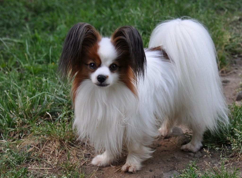 Papillon-Dog-“The-Cutest-Smartest-Toy-for-Everyone”-13 Papillon Dog Breed “Cutest & Smartest Gift for Everyone”