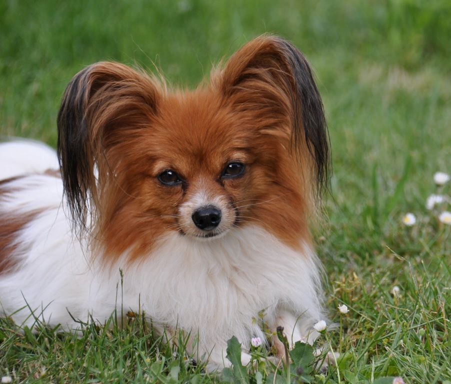 Papillon Dog “The Cutest & Smartest Toy for Everyone” (14)