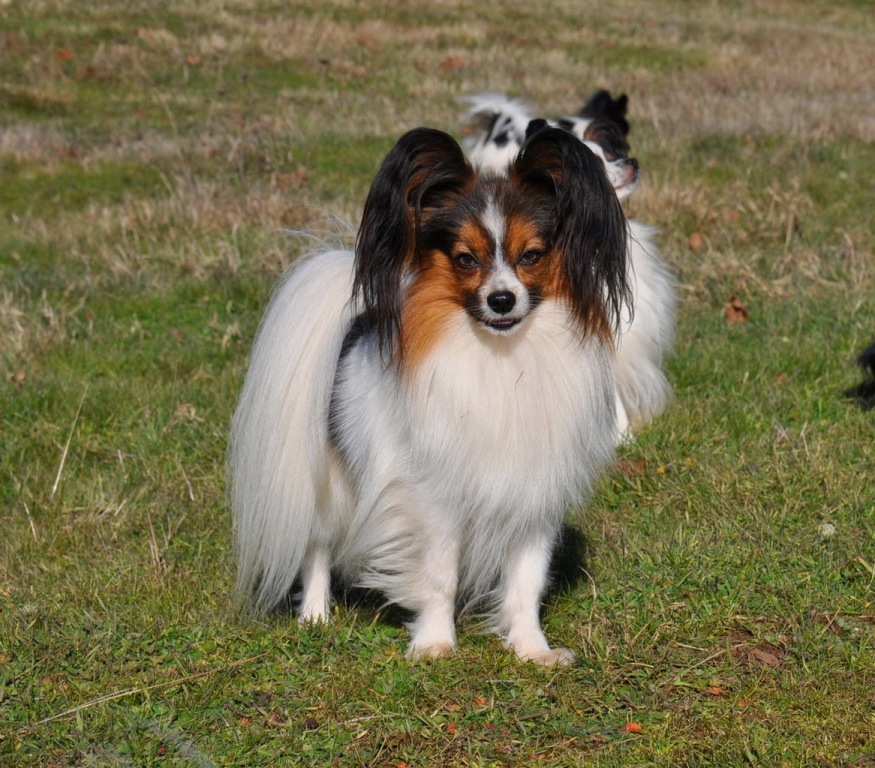 Papillon-Dog-“The-Cutest-Smartest-Toy-for-Everyone”-15 Papillon Dog Breed “Cutest & Smartest Gift for Everyone”