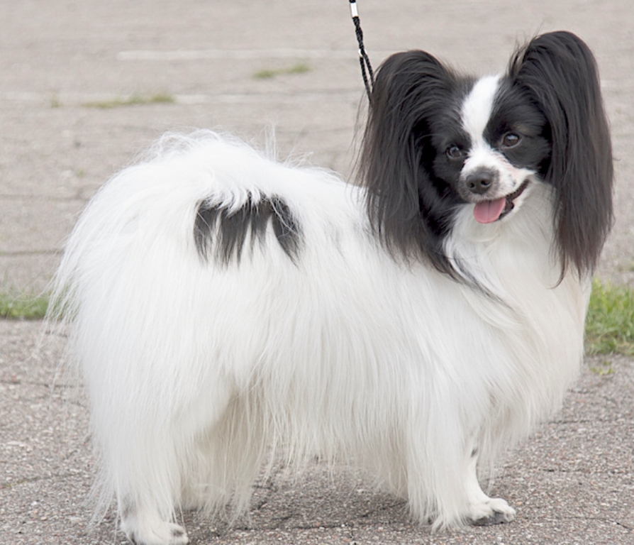 Papillon-Dog-“The-Cutest-Smartest-Toy-for-Everyone”-16 Papillon Dog Breed “Cutest & Smartest Gift for Everyone”