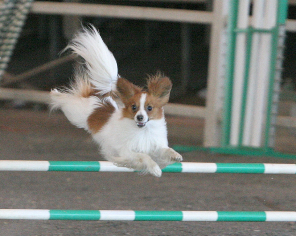 Papillon-Dog-“The-Cutest-Smartest-Toy-for-Everyone”-18 Papillon Dog Breed “Cutest & Smartest Gift for Everyone”