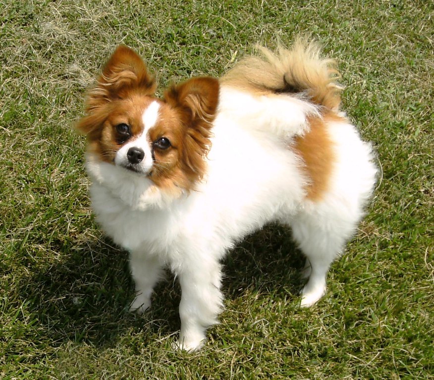 Papillon-Dog-“The-Cutest-Smartest-Toy-for-Everyone”-2 Papillon Dog Breed “Cutest & Smartest Gift for Everyone”