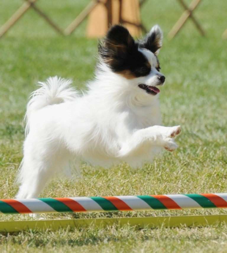 Papillon-Dog-“The-Cutest-Smartest-Toy-for-Everyone”-21 Papillon Dog Breed “Cutest & Smartest Gift for Everyone”